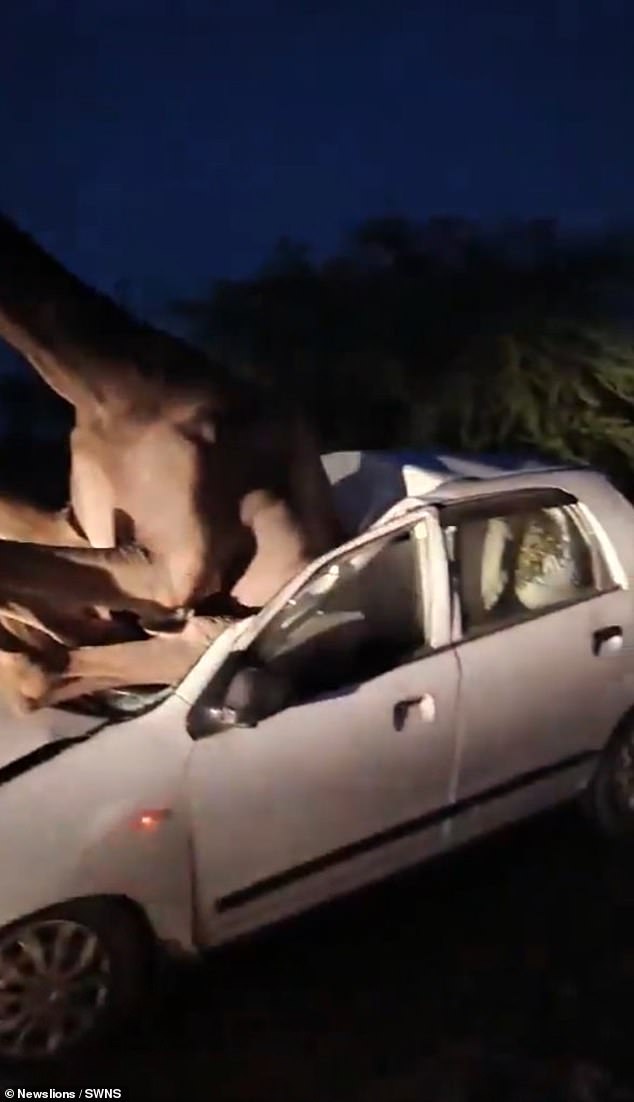 The video shows the camel struggling to free itself from the crashed car.