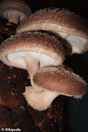 Shiitake mushrooms prefer to grow in warm, humid, tropical climates. They are commonly found in oak and chestnut trees throughout Asia.