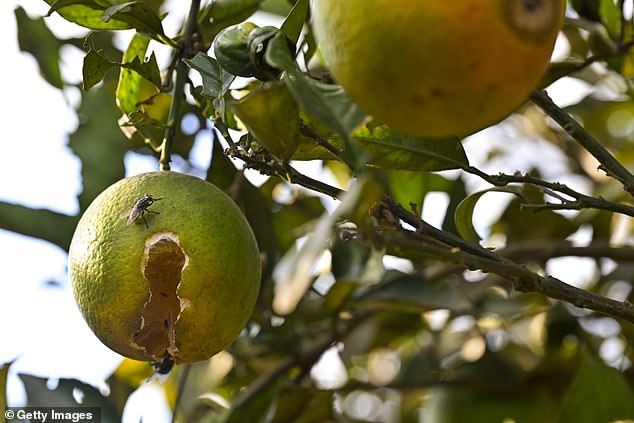 Citrus greening disease (pictured), also called Huanglongbing, is a bacterial infection identified as one of the most serious citrus diseases in the world because there is no cure.