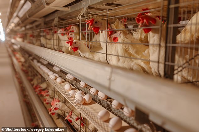 Tensions rose when a child returning from India was confirmed to be Australia's first case of avian influenza A (H5N1) - bird flu - which has caused widespread bird deaths around the world. The photo shows chickens on a poultry farm.