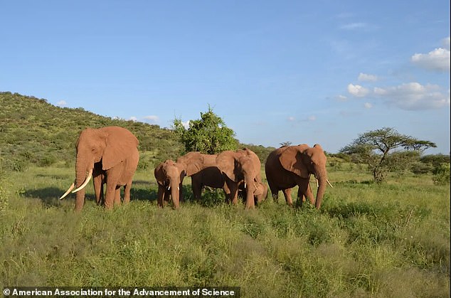 Researchers followed elephants for 14 months in Samburu National Reserve and Amboseli National Park, where they captured 101 individual elephants calling to each other.