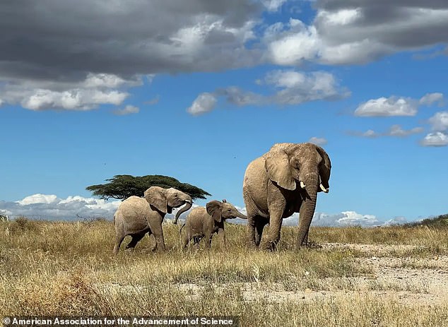 Researchers recorded 470 unique calls from elephants in Kenya that revealed their identity, age, sex and emotional state.