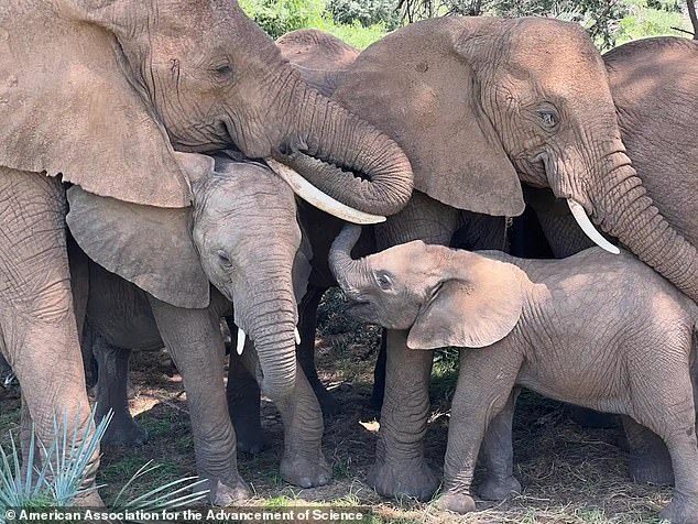 Elephants use trumpets and low dull sounds to communicate, including low-frequency sounds that the human ear cannot hear.