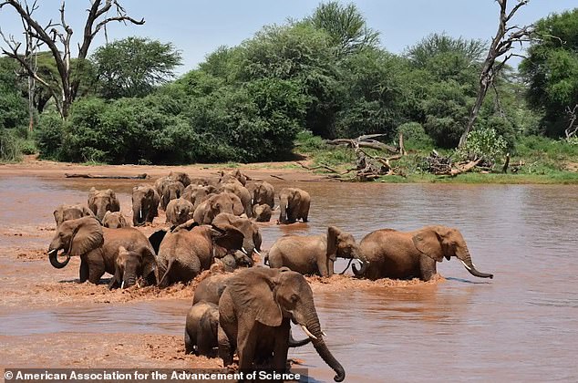 The researchers played back the recordings and confirmed that the elephants responded 