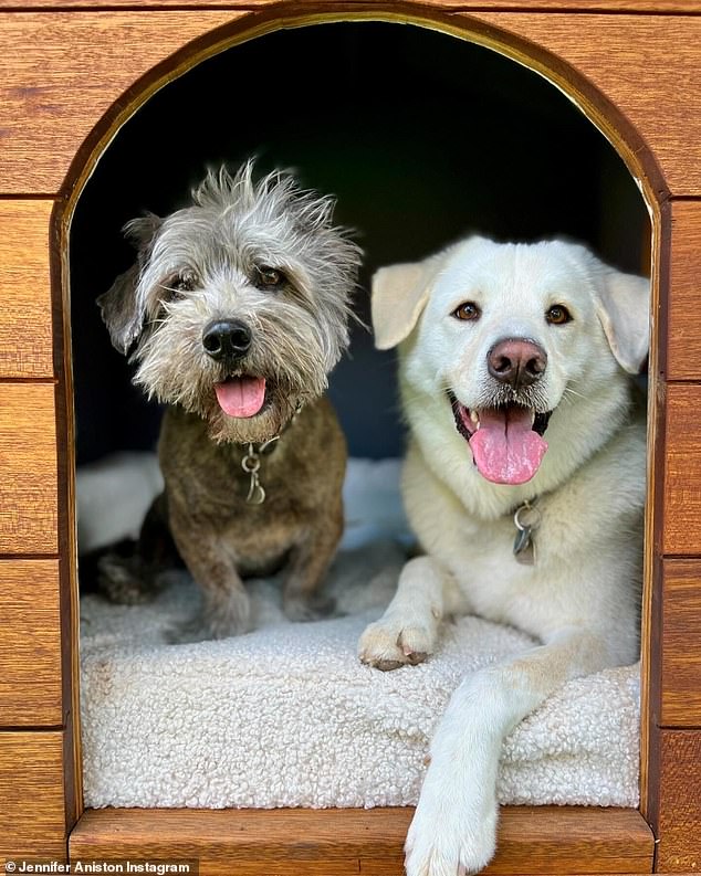 Aniston is a dog lover; Here is a photo of two of her canines.