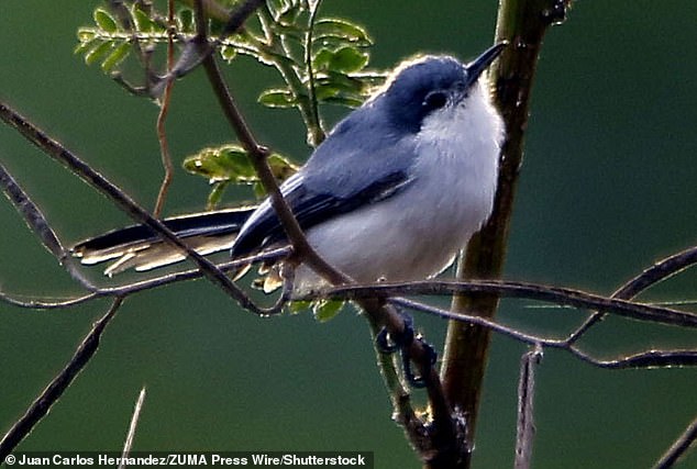 The endangered California mosquito-hunting bird also has a roadside home