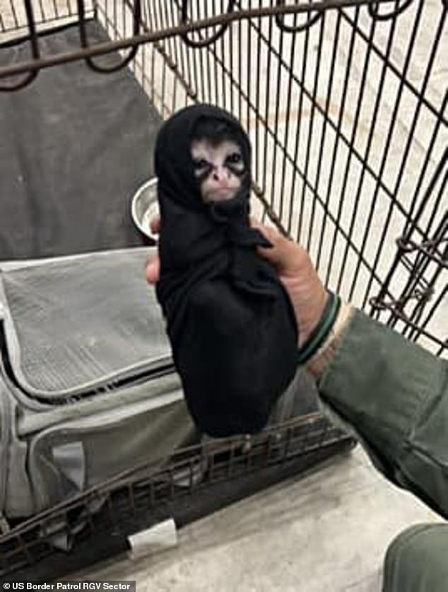 One of three spider monkeys intercepted by U.S. Border Patrol agents at a checkpoint in Falfurrias, Texas, in March.