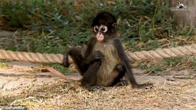 The Gladys Porter Zoo cares for 19 Mexican spider monkeys and two howler monkeys that have been seized by federal authorities, including border agents, along the Texas border with Mexico.