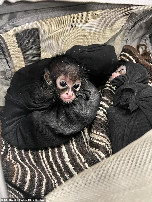 Two of the three monkeys that were found in a vehicle stopped at a checkpoint in Falfurrias in April