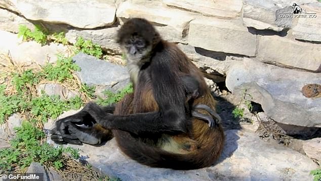 The zoo has to keep monkeys away from its 1,500 species for fear they could carry parasites and diseases.