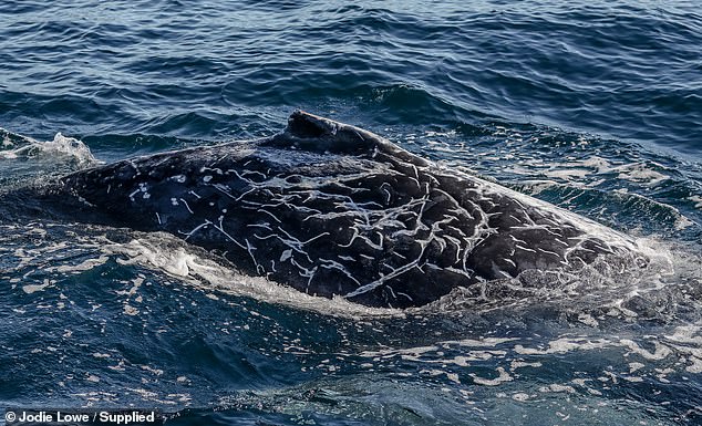 Unusual markings on humpback whale intrigue experts about their cause