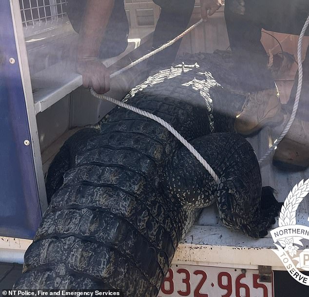 The huge crocodile was captured on Tuesday afternoon and was finally shot and prepared for a feast in the traditional way. Wildlife officers also took the opportunity for local children to meet the crocodile up close and teach them about reptile safety.