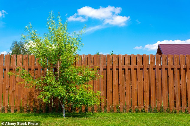 1718229125 310 The 11 things that make your garden look tacky revealed