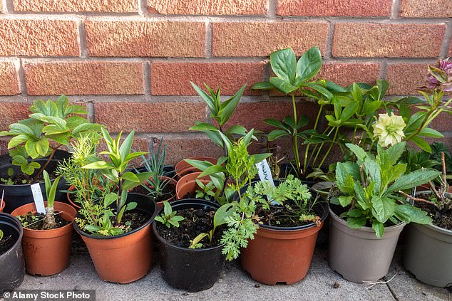 1718229126 71 The 11 things that make your garden look tacky revealed