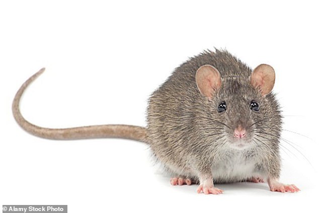 Lucrative: Rentokil's rat hunting services are in demand