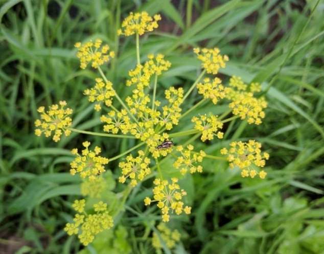 The invasive species grew unchecked on the 100-acre property.