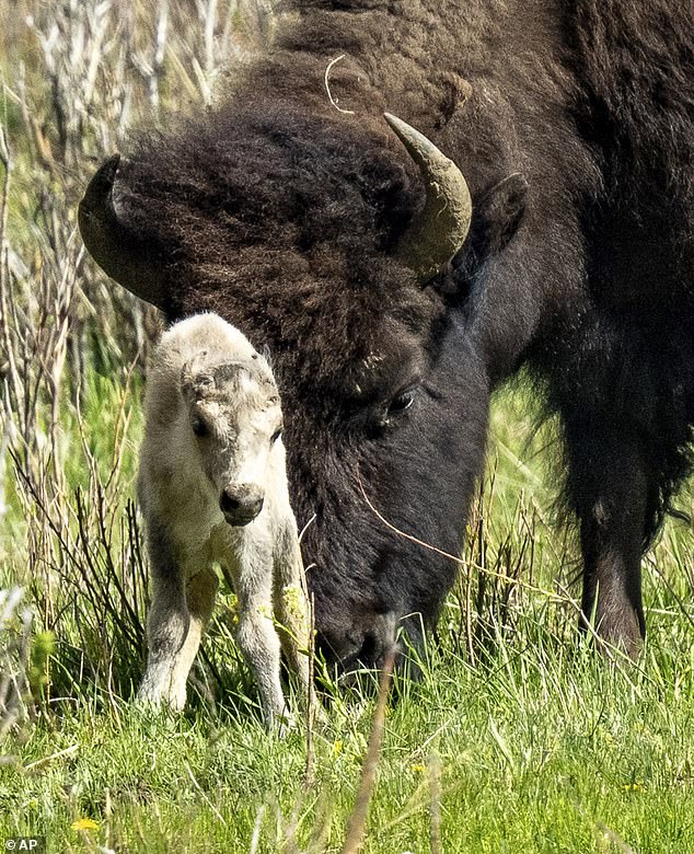 Traffic ended up stopping as the bison crossed the street, so Braaten stuck his camera out the window to get a closer look with his telephoto lens.