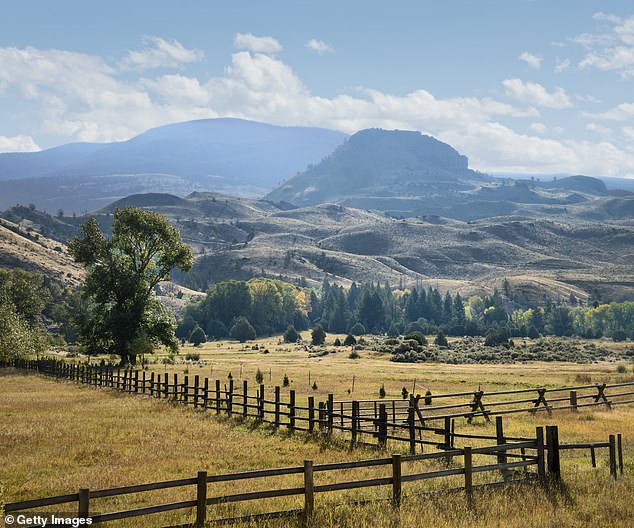 A ceremony was held to name the Yellowstone calf, Looking Horse said, although he declined to reveal the name. A ceremony to celebrate the birth of the calf is scheduled for June 26 at the Buffalo Field Campaign headquarters in West Yellowstone.