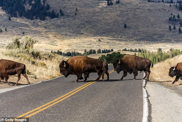 More than 1,500 were killed, sent to slaughter or transferred to tribes seeking to regain stewardship of an animal their ancestors lived with for millennia.