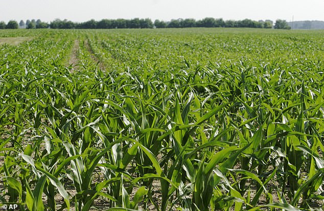 Ethanol is made from corn. About 40 percent of U.S. corn production goes into fuel manufacturing.