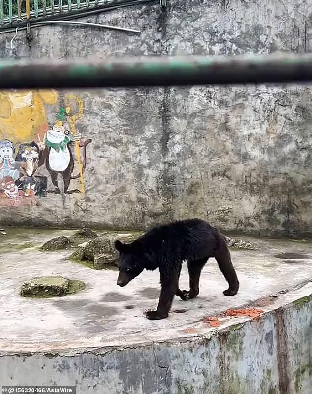 A horrified visitor shared the video on social media, in which the bear looks miserable as it could barely move with its extremely thin legs and had an almost invisible waist.