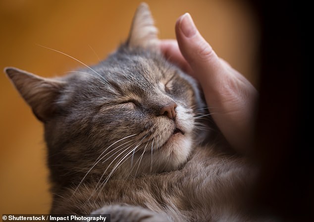 Among the tips shared by cat expert Katie Gwilt is to take care of yourself and the other animals in your home (file image)