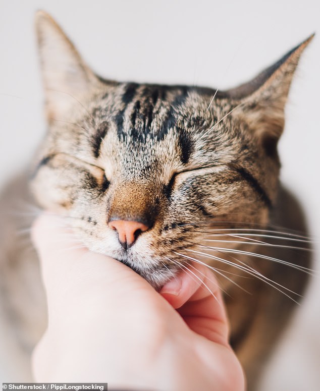 When losing a pet, it can be helpful to think about the good times, according to holistic feline therapist Katie Gwilt (file image)