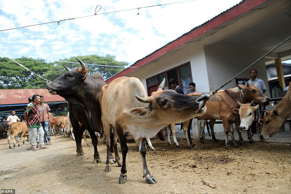 Traders display their cows and goats for sale at the Sibreh animal market ahead of Eid al-Adha in Sibreh, Indonesia, on Wednesday.