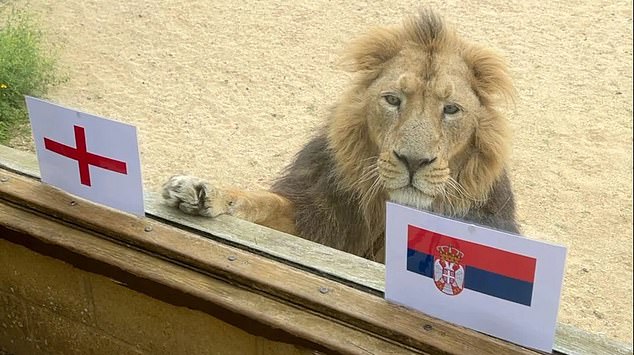 While many animal predictions have come from across Germany ahead of tonight's opening match, one lion has predicted that England will draw their opening match of the tournament against Serbia on Sunday.