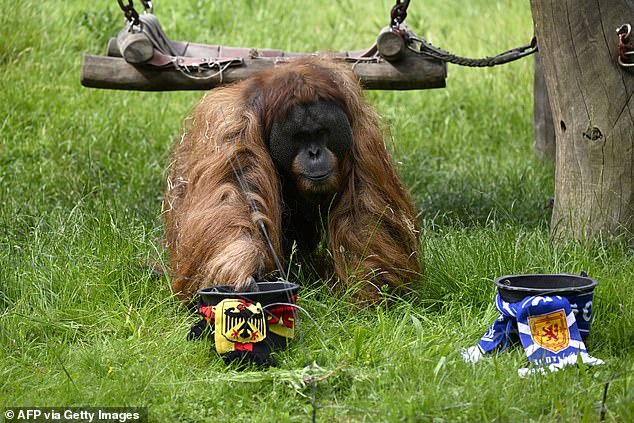 Orangutan oracle Walter, who lives at Dortmund Zoo, is seen setting up his spike ahead of tonight's clash between Germany and Scotland.