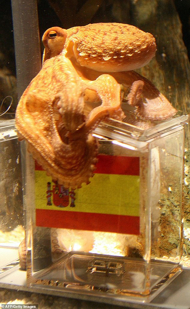 Paul the octopus rose to fame in 2010 after successfully predicting that Spain would win that year's World Cup.