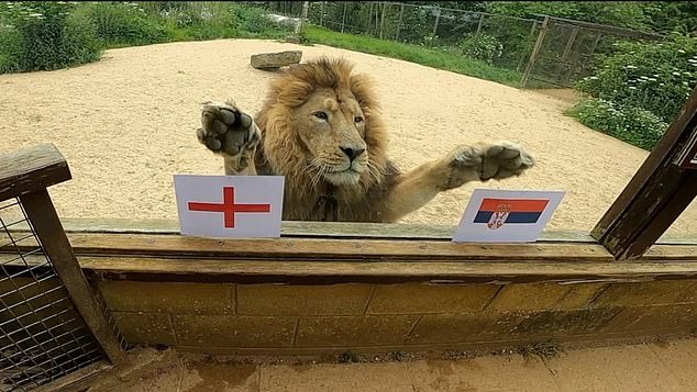 Rana, a male lion who lives at Cotswold Wildlife Park near Burford, Oxfordshire, examined photographs of the flags of both countries before jumping onto the window of his enclosure and placing a paw on each of them.