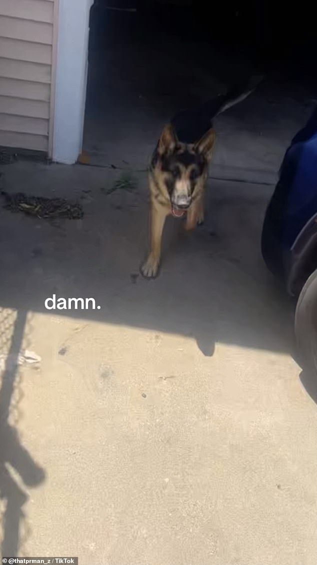 He was seen teasing the pet and playing with the chain on the gate separating them before the dog appeared in front of him.