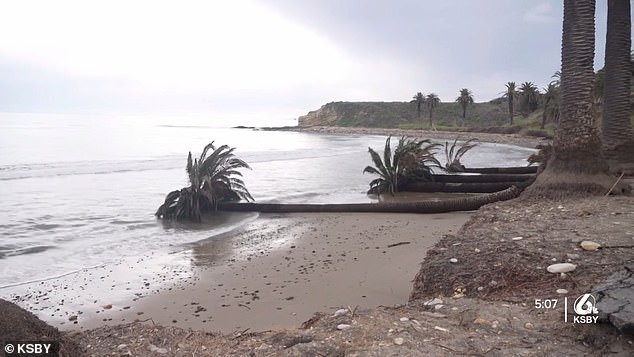 The beach was also known for its centuries-old palm trees, which were uprooted by storms.