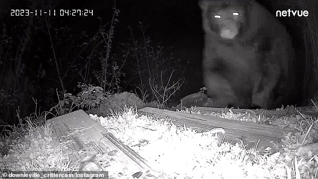 A surveillance camera photographs a black bear in November 2023