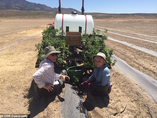 Residents buy two-acre plots for $35,000, where they are expected to live entirely off the land and even build their own houses and solar generators.