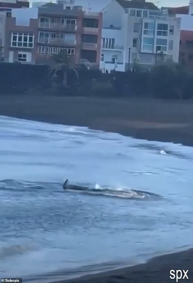 Footage from the scene showed the shark swimming toward shore before returning.