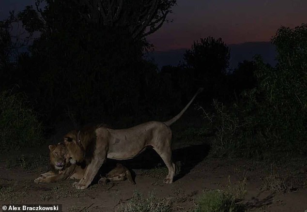 The brothers risked their lives in a desperate search for a female to mate with after hearing her roars from the other side.