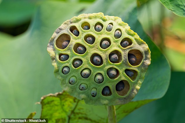 The researchers tested participants by showing them pictures of a lotus seed pod like this one. Those who had heard of trypophobia were more likely to find this image distressing (stock image)