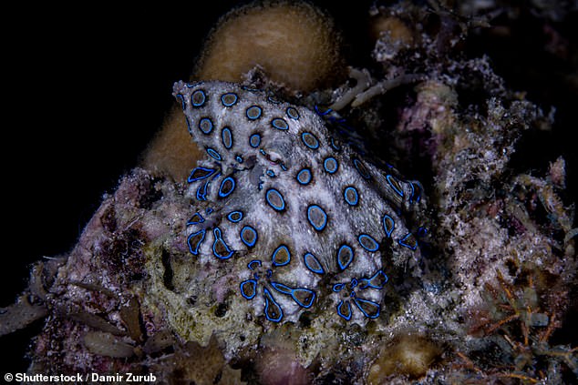 Some researchers point out that there is a similarity between trypophobic images and the patterns of venomous creatures such as the blue-ringed octopus (archive image)