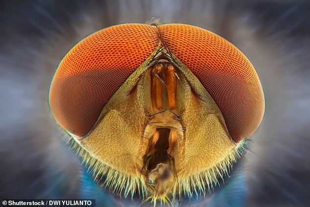 Researchers suggest that some people may have an innate fear of structures such as insect eyes, which they transmit to other people over the Internet (file image)