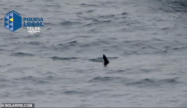 Police drone footage shows a fin poking out of the water off the east coast of Gran Canaria