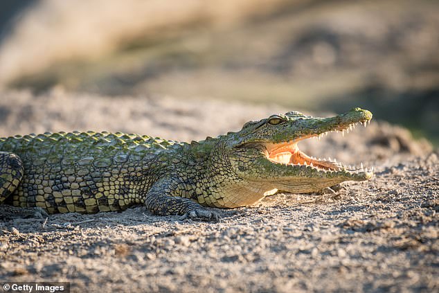 An NT Parks and Wildlife spokesperson said visitors will not be able to swim in the waterhole until the crocodile has been removed (file image)