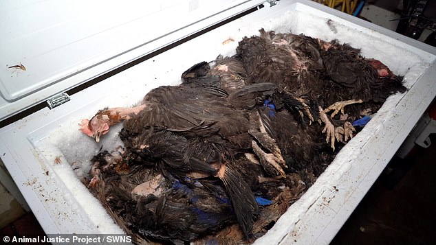 In some cases, the horrible conditions distressed the chickens, causing them to lose feathers and exhibit behaviors toward each other, including bullying, aggressive pecking, and even cannibalism. Pictured is a freezer full of dead chicken carcasses on the Powys farm.