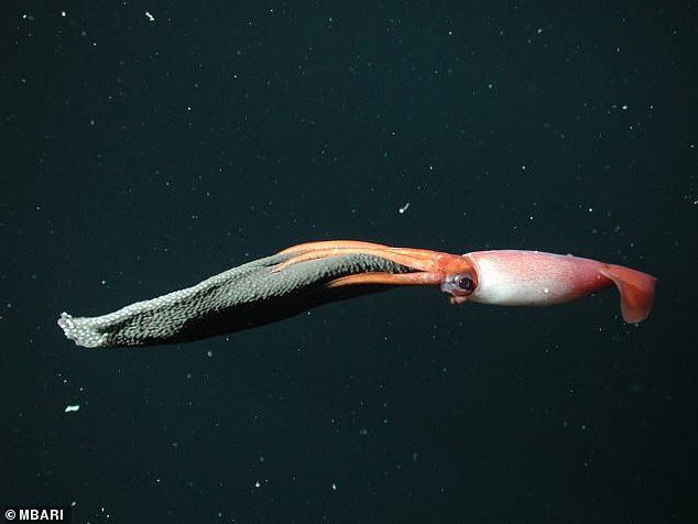 Above, a mother black-eyed squid (Gonatus onyx) hatching a much larger set of much smaller, more typical squid eggs.