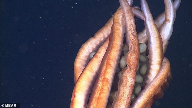 1718707603 3 Mysterious deep sea mother squid seen clutching dozens of giant eggs