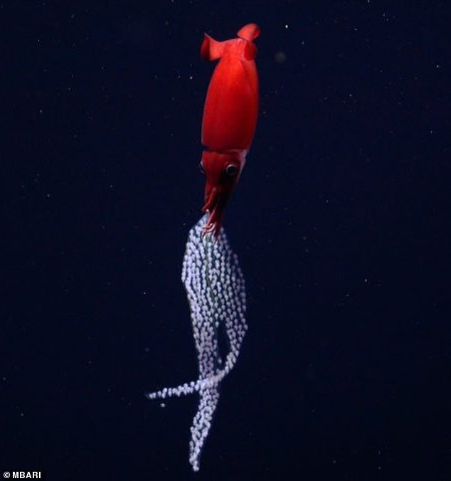 All previous deep-sea squid of this family Gonatidae or Gonatus have been recorded as reproducing through eggs no larger than a quarter of an inch (six millimeters). Above, the squid Bathyteuthis berryi documented with a more typical brood of smaller squid eggs.