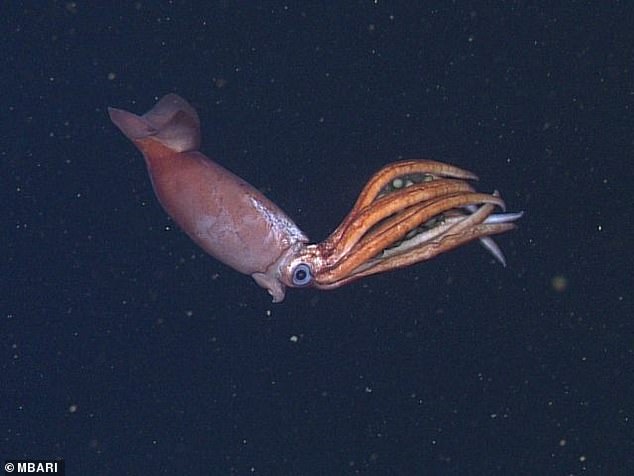 1718707604 217 Mysterious deep sea mother squid seen clutching dozens of giant eggs