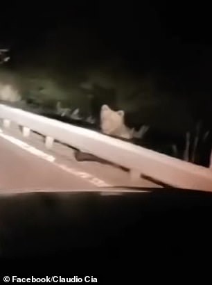 A bear is seen on a highway near the town