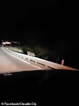 A bear is seen on a highway near the town